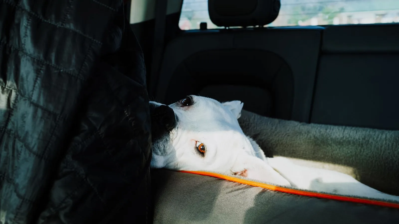 Cão branco deitado numa cama própria para cães no banco de trás de um carro, ao lado do dono.